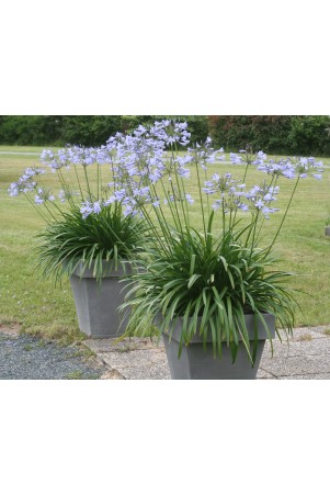 Agapanthe 'Vallée de l'Authion'