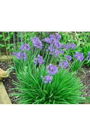 Agapanthe 'Star Quality'