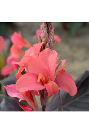Canna 'Saladin'