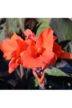 Canna 'Triomphe'