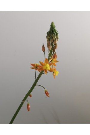 Bulbine orange