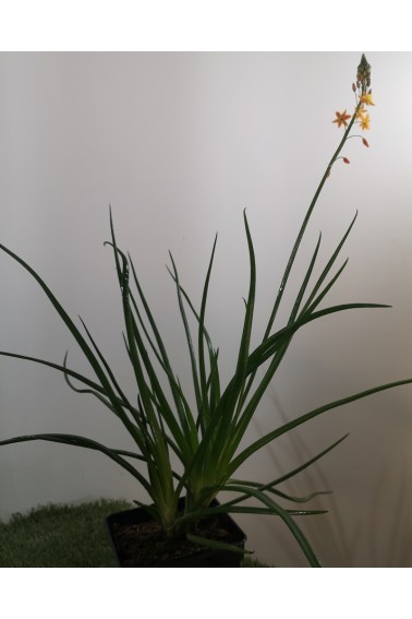 Bulbine orange