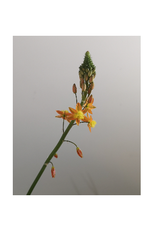 Bulbine orange