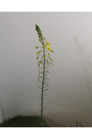 Bulbine jaune