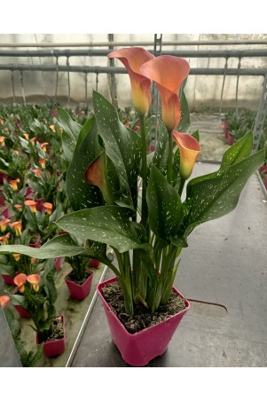 Arum de couleur orange