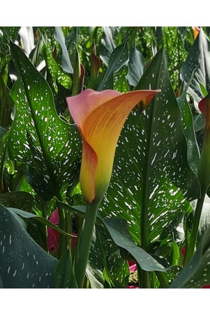 Arum de couleur orange