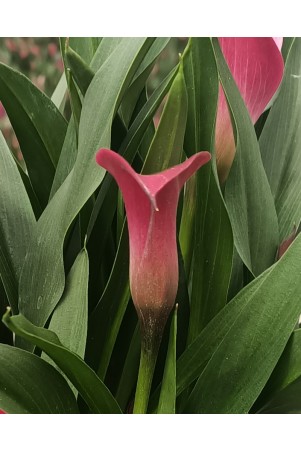 Arum de couleur rose