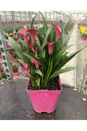 Arum de couleur rose