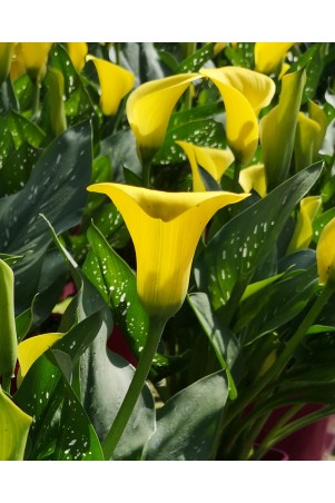Arum de couleur jaune