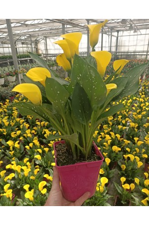 Arum de couleur jaune