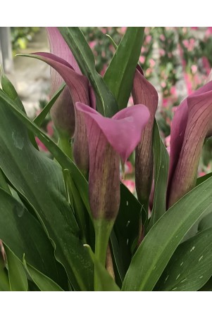 Arum de couleur violet