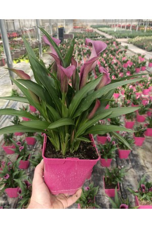 Arum de couleur violet