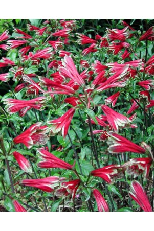 Alstroemère psittacina