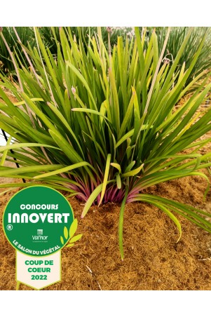 Tulbaghia "Flamingo"