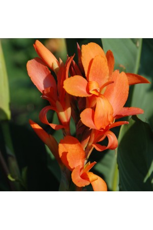 Canna 'Indiana'