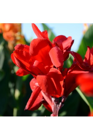 Canna 'Strasbourg'