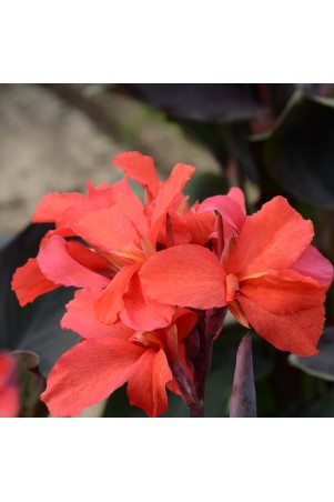 Canna 'Montaigne'