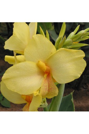 Canna 'Oiseau d'Or'