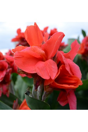 Canna 'Oiseau de feu'