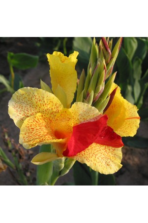 Canna 'Cleopatra'