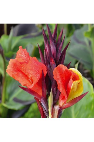Canna 'Cleopatra'