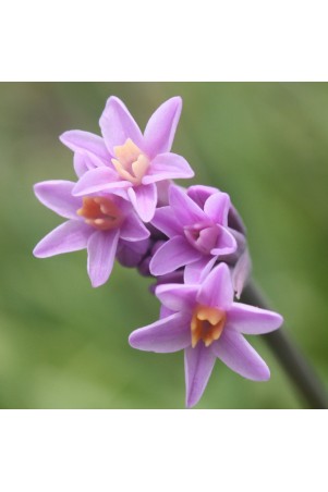 Tulbaghia himba