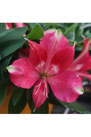 Alstroemère 'Lily Rose'