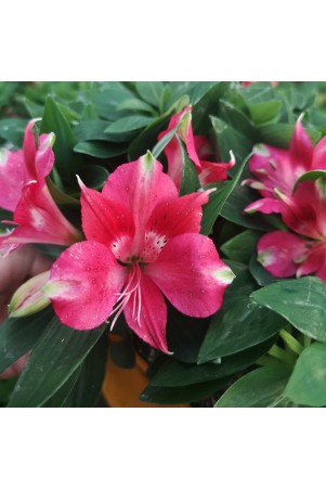 Alstroemère 'Lily Rose'