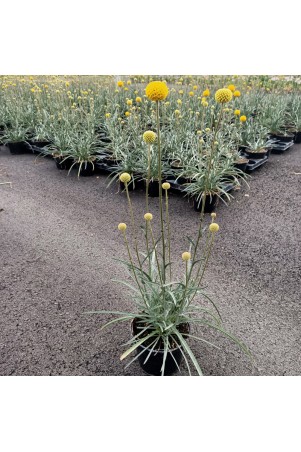 Craspedia 'Golf Beauty'