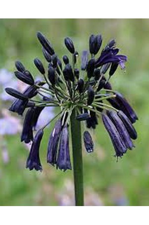 Agapanthe 'Black Magic'