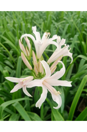 Amarine belladiva Emanuelle