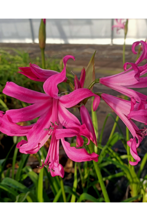 Amarine belladiva Anastasia