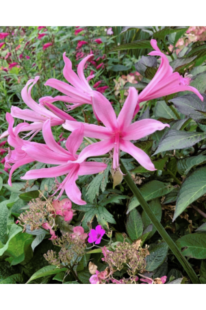 Amarine belladiva Aphrodite