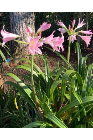 Crinum Powellii rose