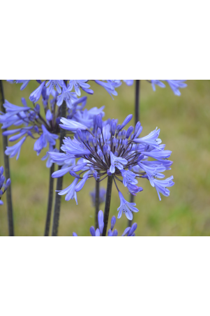 Agapanthe Graphite Blue