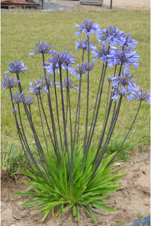 Agapanthe Graphite Blue