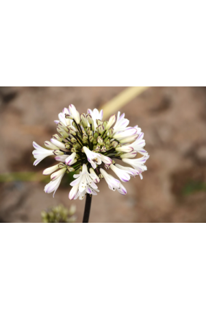 Agapanthe Graphite White