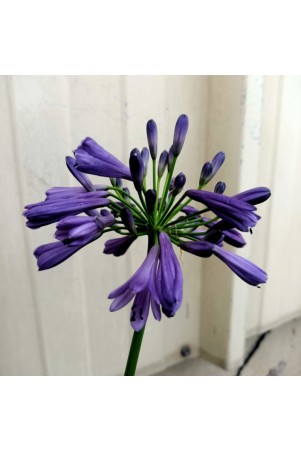 Agapanthe Purple Delight