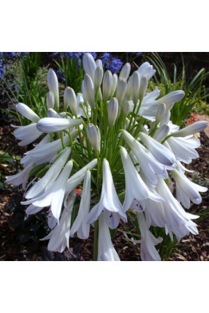 Agapanthe 'Silver Lining'