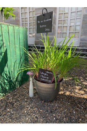 Tulbaghia "Flamingo"