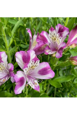 Alstroemère "Valentine" ®