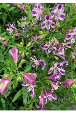 Alstroemère "Valentine" ®