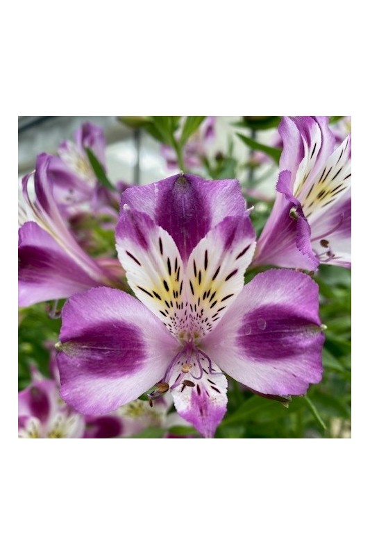 Alstroemère "Valentine" ®