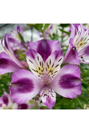 Alstroemère "Valentine" ®