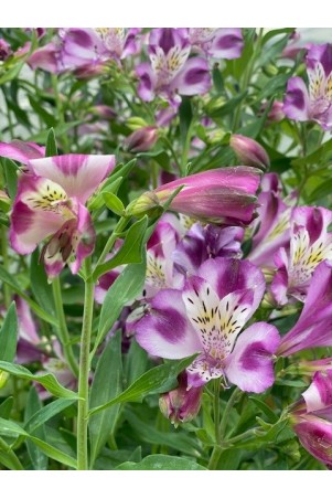 Alstroemère "Valentine" ®