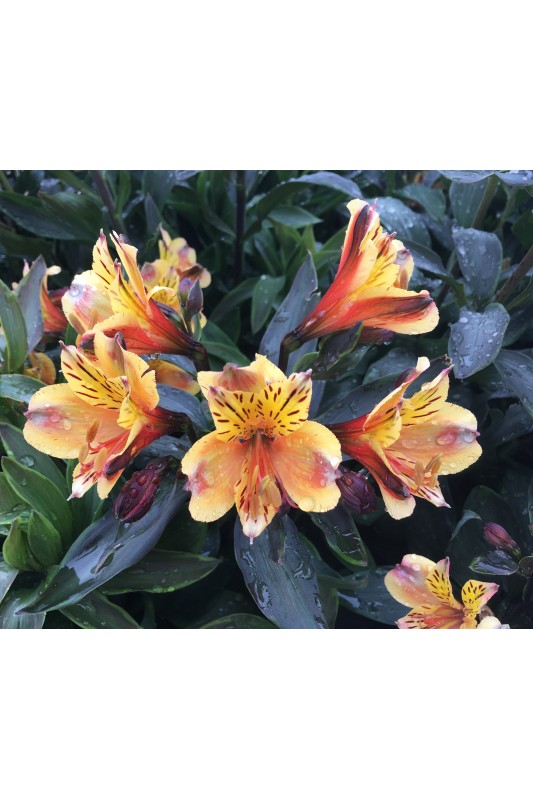 Alstroemeria "Summer Breeze"®