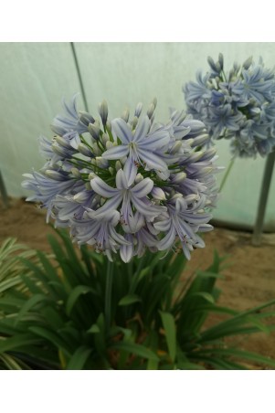 Agapanthe 'Full Moon'