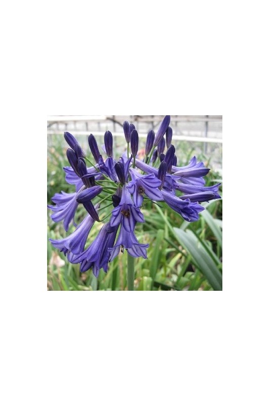 Agapanthe 'Black Pantha'