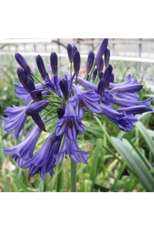 Agapanthe 'Black Pantha'