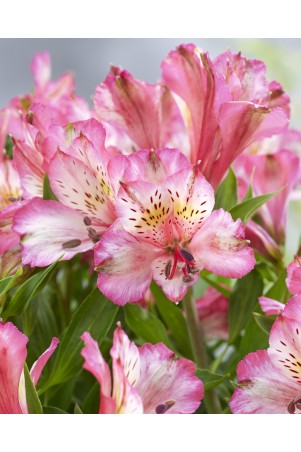 Alstroemère 'Charlotte'